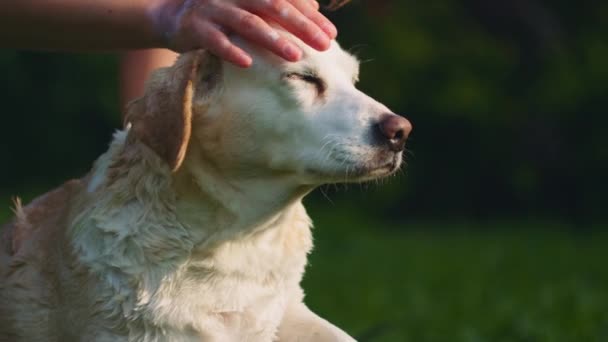 Rozkošný Bílý Beagle Labrador Mix Pes Mazlíček Svého Majitele Při — Stock video