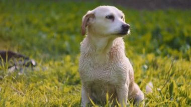 Gün batımında yıkandıktan sonra parkta çimlerin üzerinde oturan sevimli beyaz Beagle-Labrador köpeğini karıştırıyor. Yavaş Hareket, ŞALLOW Dof, BMPCC 4K 