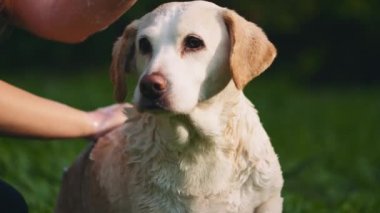 Sevimli beyaz Beagle-Labrador köpeğini, güneşli bir günde parkta banyo yaparken sahibinin evcil hayvanı olarak kullanıyor. Yaklaş, Yavaş Hareket, Kısık Dof, BMPCC 4K 