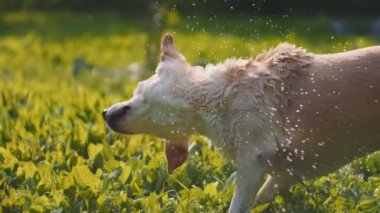 Sevimli beyaz Beagle-Labrador karışımı köpek, yıkandıktan sonra gün batımında sudan kurtulur. Yaklaş, Yavaş Hareket, Kısık Dof, BMPCC 4K 