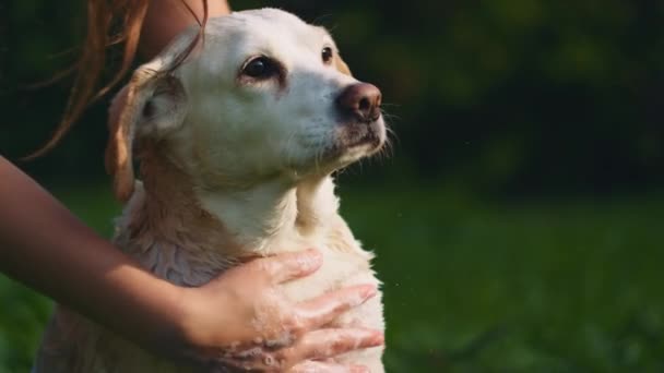 Uma Pessoa Que Lava Cão Branco Adorável Mistura Beagle Labrador — Vídeo de Stock