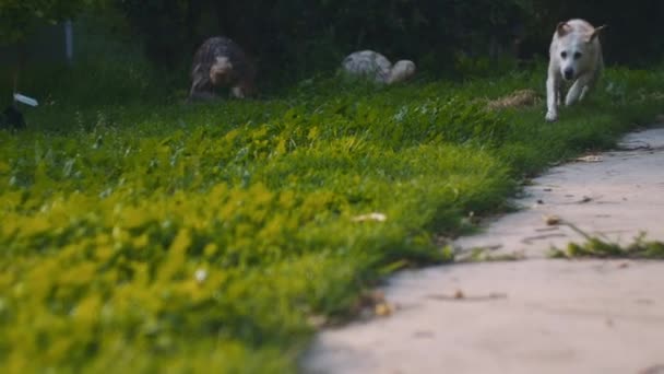 Bedårande Våt Vit Beagle Labrador Blanda Hund Som Springer Parken — Stockvideo