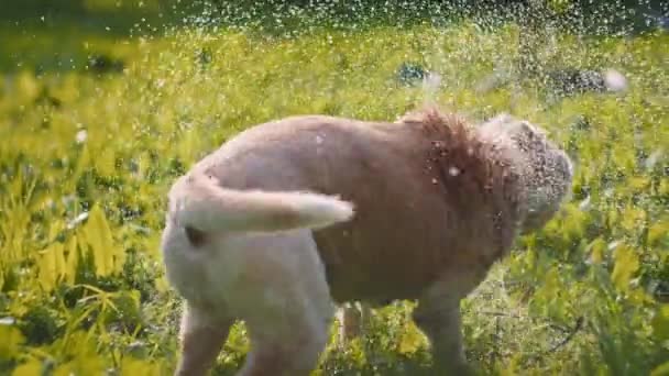 Der Entzückende Weiße Beagle Labrador Mischlingshund Schüttelt Nach Dem Waschen — Stockvideo