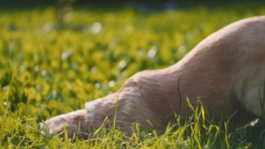 Sevimli, ıslak, beyaz Beagle-Labrador köpekleri çimenlerde oynayıp, gün batımında kurumaya çalışıyorlar. Yavaş Hareket, ŞALLOW Dof, BMPCC 4K 