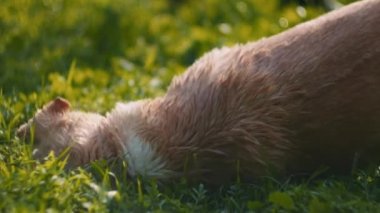 Mutlu beyaz Beagle-Labrador karışımı köpek parkta oynuyor, gün batımında çimlere düşüyor. Yavaş Hareket, ŞALLOW Dof, BMPCC 4K 