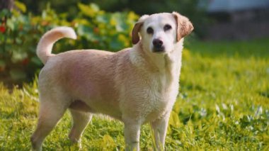 Gün batımında yıkandıktan sonra çimlerin üzerinde duran ve güneşin tadını çıkaran sevimli, ıslak, beyaz Beagle-Labrador köpeği karıştırıyor. Yavaş Hareket, ŞALLOW Dof, BMPCC 4K 