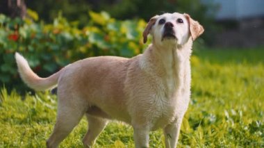 Gün batımında yıkandıktan sonra çimlerin üzerinde duran ve güneşin tadını çıkaran sevimli, ıslak, beyaz Beagle-Labrador köpeği karıştırıyor. Yavaş Hareket, ŞALLOW Dof, BMPCC 4K 