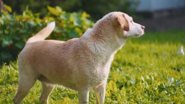 Entzückend Nasser Weißer Beagle Labrador Mischlingshund Steht Auf Dem Gras — Stockvideo