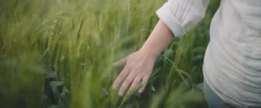 Buğday tarlasında yeşil çimenlere dokunan bir kadın eli. Yaklaş, yavaş hareket et, Shallow Dof. Macera, yaşam tarzı konsepti. BMPCC 4K 
