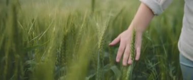 Buğday tarlasında yeşil çimenlere dokunan bir kadın eli. Yaklaş, yavaş hareket et, Shallow Dof. Macera, yaşam tarzı konsepti. BMPCC 4K 