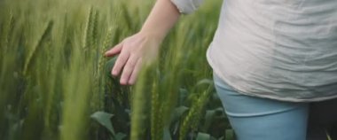 Buğday tarlasında yeşil çimenlere dokunan bir kadın eli. Yaklaş, yavaş hareket et, Shallow Dof. Macera, yaşam tarzı konsepti. BMPCC 4K 