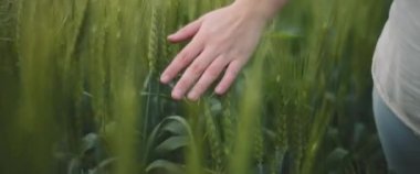 Buğday tarlasında yeşil çimenlere dokunan bir kadın eli. Yaklaş, yavaş hareket et, Shallow Dof. Macera, yaşam tarzı konsepti. BMPCC 4K 