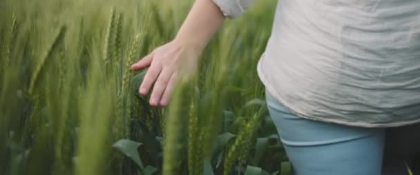 Рука Жінки Торкається Зеленої Трави Пшеничному Полі Close Slow Motion — стокове відео