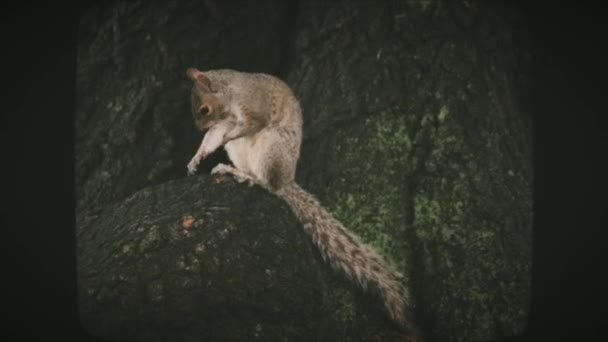 Esquilo cinzento a coçar-se, a explorar uma grande árvore num parque. VINTAGE FILM . — Vídeo de Stock