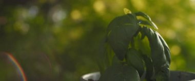 Tenceredeki küçük fesleğen bitkisi, güneş ışığında yeşil bokeh arka planına karşı. Yaklaş, Yavaş Hareket, Kısık Dof, BMPCC 4K.