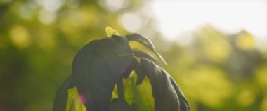 Küçük bir fesleğen bitkisinin güneş ışığıyla aydınlanmış yeşil bokeh arka planına yakın bir yerde. Yavaş Hareket, ŞALLOW Dof, BMPCC 4K.