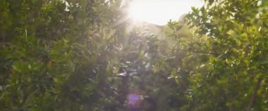 Güneş ışınları yeşil çalıların arasında parlıyor, rüzgar esiyor, güzel altın saat gün batımı. Doğa b-roll, güneş parlaması. BMPCC 4K 
