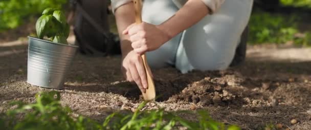 若い女性は木のスプーンで土を掘り 新鮮なバジル植物を植える準備をします スローモーション シャロードーフ Bmpcc — ストック動画