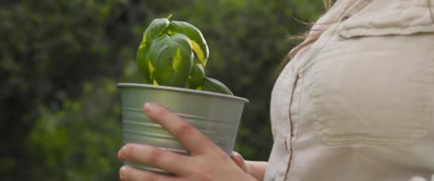 Bahçede Yürürken Küçük Fesleğen Bitkilerini Saksıda Taşıyan Bir Kadının Ellerini — Stok video