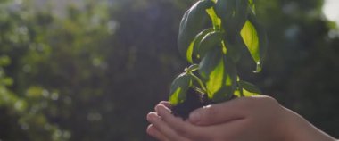 Gün batımında dışarıda bir fesleğen bitkisini tutan eller, güneşli arka planda. Dünya günü, çevre, doğa konsepti. Yaklaş, Yavaş Hareket, Kısık Dof, BMPCC 4K. 