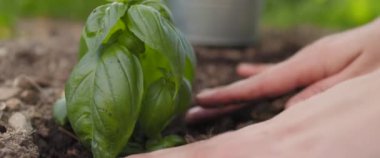 Toprağa taze fesleğen fidanı dikerken ellerinizi yakın tutun. Dünya günü, bahçıvanlık, çevre, doğa konsepti. Yaklaş, Yavaş Hareket, Kısık Dof, BMPCC 4K. 