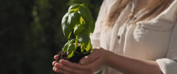 Γυναίκα Κρατώντας Ένα Δενδρύλλιο Βασιλικό Φυτό Όμορφο Φως Ηλιοβασίλεμα Στο — Αρχείο Βίντεο