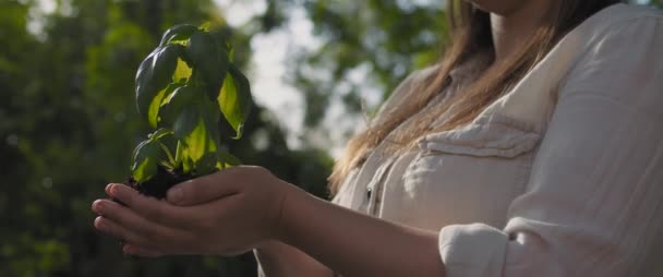 Mujer Sosteniendo Una Planta Albahaca Sus Manos Con Hermosa Luz — Vídeo de stock