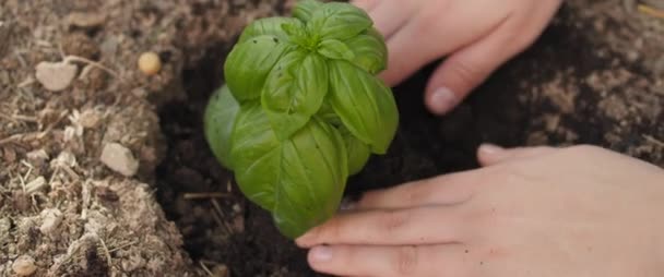 Vrouw Planten Basilicum Plant Boompjes Grond Aardedag Milieu Natuurconcept Dicht — Stockvideo