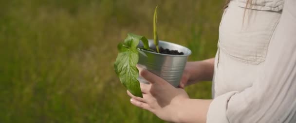 紧紧抓住一个女人的手 把植物放在罐子里 穿过绿地 地球日 新的生命概念 慢动作 Bmpcc — 图库视频影像