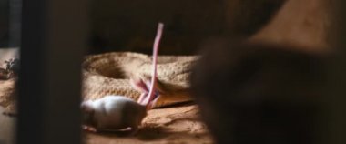 Boynuzlu yılan, bir fareyi teraryumda ısırıyor ve serbest bırakıyor. Sidewinder (Crotalus cerastes), yılangiller (Felidae) familyasından zehirli bir çıngıraklı yılan türü. Yavaş Hareket, BMPCC 4K.