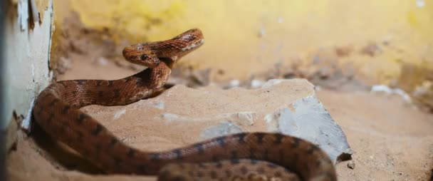 Serpent vipère effrayant couché dans un rocher, se préparant à attaquer. BMPCC 4K 