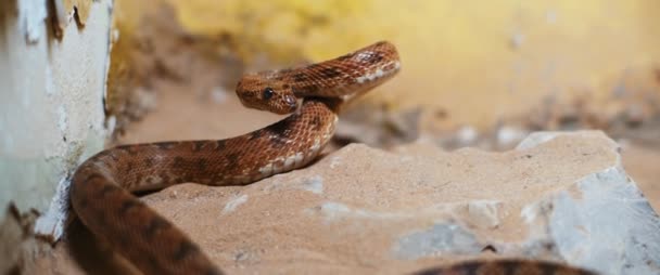 Serpiente Víbora Asustadiza Acostada Una Roca Preparándose Para Atacar Bmpcc — Vídeos de Stock