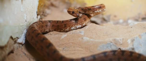 Serpiente Víbora Asustadiza Acostada Una Roca Preparándose Para Atacar Bmpcc — Vídeos de Stock