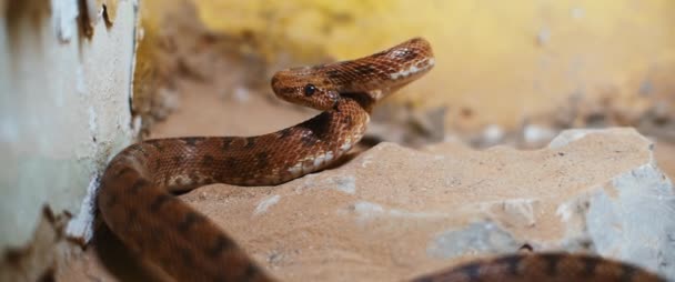 Scary Viper Snake Lying Rock Preparing Attack Bmpcc — Stock Video