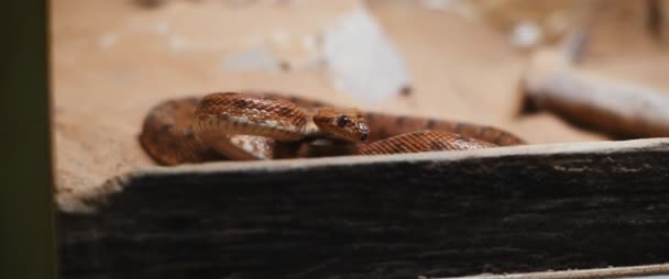 Serpiente Víbora Tendida Suelo Detrás Trozo Madera Preparándose Para Atacar — Vídeos de Stock