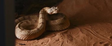 Boynuzlu yılan ileriye bakıyor ve ağzını açıyor. Sidewinder (Crotalus cerastes), yılangiller (Felidae) familyasından zehirli bir çıngıraklı yılan türü. Yavaş Hareket, BMPCC 4K.