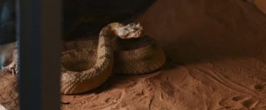 Boynuzlu yılan ileriye bakıyor ve ağzını açıyor. Sidewinder (Crotalus cerastes), yılangiller (Felidae) familyasından zehirli bir çıngıraklı yılan türü. Yavaş Hareket, BMPCC 4K.