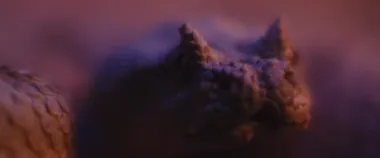 Ultraviyole ışığın altında yatan boynuzlu yılan kameraya bakarken dilini çıkarıyor. KAPALI, SALLOW DÜNYANI, Yavaş Hareket, BMPCC 4K.