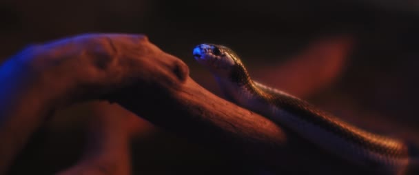 Калифорнийская Королевская Змея Вырезает Язык Лежа Ветке Дерева Close Shallow — стоковое видео