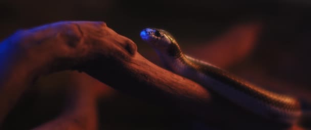 Калифорнийская Королевская Змея Вырезает Язык Лежа Ветке Дерева Close Shallow — стоковое видео