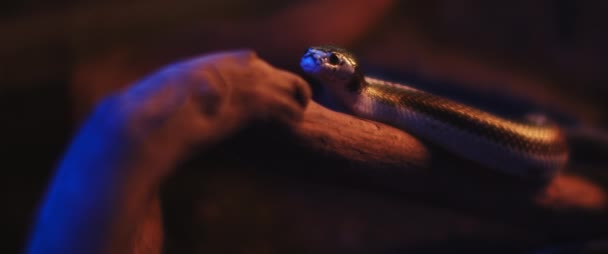 加利福尼亚王蛇躺在树枝上的时候 把舌头伸出来了 慢动作 Bmpcc — 图库视频影像