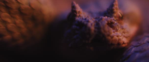 カメラを見ながら舌を出しながら 紫外光の下に横たわる毒蛇 フィールドの浅い深さ スローモーション Bmpcc — ストック動画