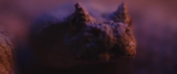 Рогатая Змея Лежала Ультрафиолетовым Светом Глядя Камеру Close Shallow Depth — стоковое видео