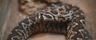 Viper yılanı dilini çıkarıyor, yana bakıyor. Yaklaş, Yavaş Hareket, Kısık Dof, BMPCC 4K.