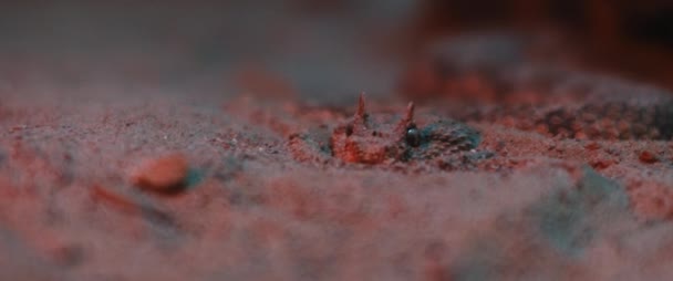 Víbora Deserto Com Chifres Camufla Areia Luz Vermelha Fechar Shallow — Vídeo de Stock