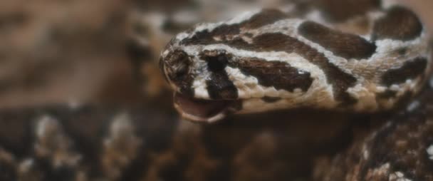 Serpent vipère regardant sur le côté avec la bouche ouverte. CLOSE, MOTION LENTE, SHALLOW DOF, BMPCC 4K .