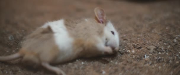 Zatruta Mysz Leżąca Ziemi Umierająca Ugryzienia Węża Zamknij Shallow Dof — Wideo stockowe