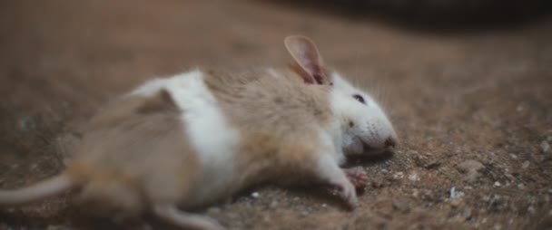 Vergiftigde Muis Ligt Grond Sterft Aan Een Slangenbeet Sluiten Sjaaldof — Stockvideo