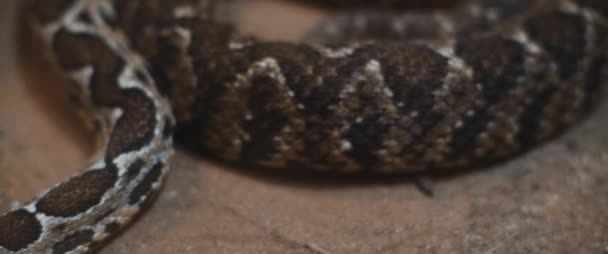 Змея Змея Вздрогнула Двигаясь Земле Закрывай Замедленная Съемка Bmpcc — стоковое видео