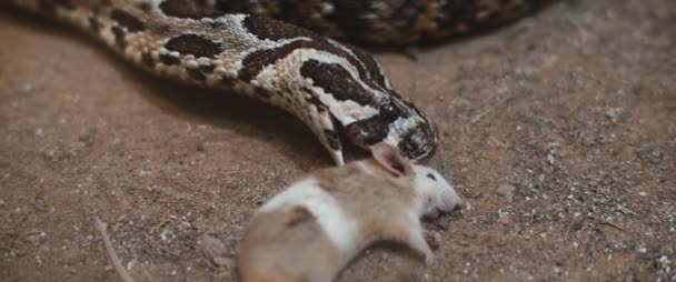 Serpiente Víbora Alimentándose Ratón Casi Muerto Envenenado Primer Plano Cámara — Vídeo de stock